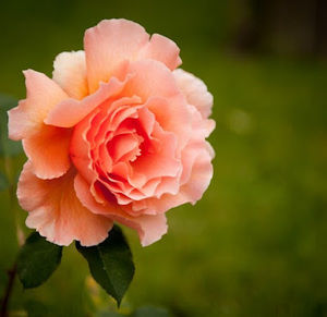 Meet your Posher, Danica